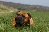 BULLMASTIFF 429